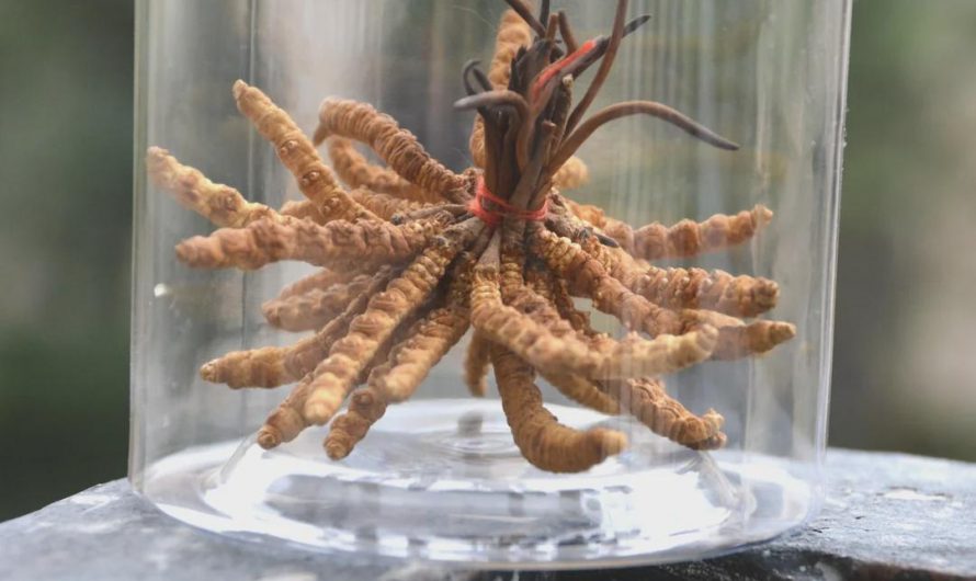 This is the parasitic fungus that inspired The Last of Us, shown here growing from caterpillars; it is also a valuable herbal medicine, costing up to $8000 per pound