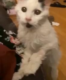 This is what a 29-year-old cat looks like