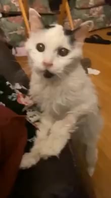 This is what a 29-year-old cat looks like
