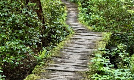 This old wooden boardwalk