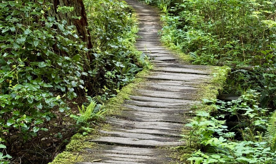This old wooden boardwalk