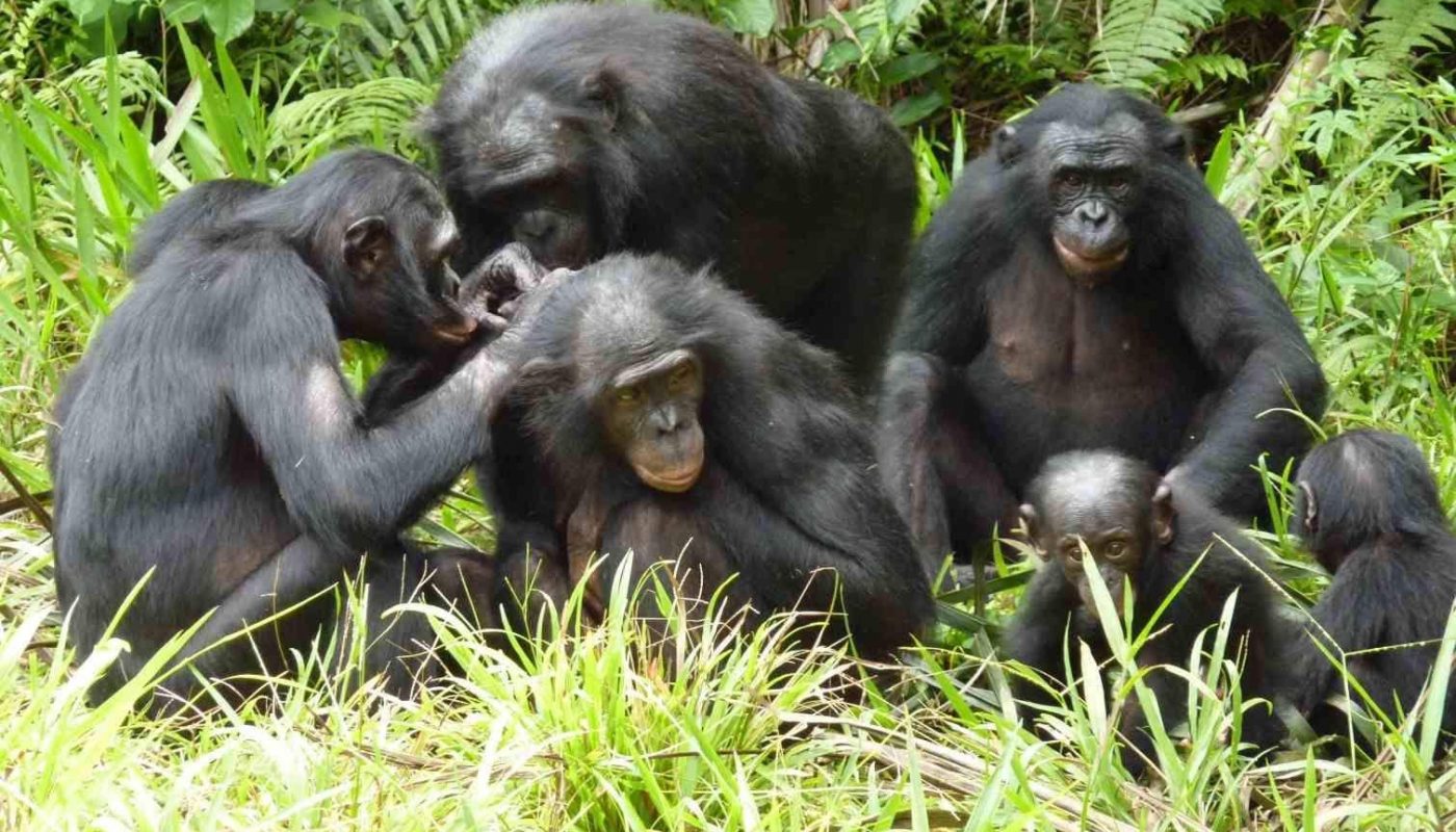 This our closest relative: the Bonobo. Most of the time you'll encounter its entire family in an orgy... Although very intriguing – thank God we, on our behalf, picked up a bow n arrow at some point.