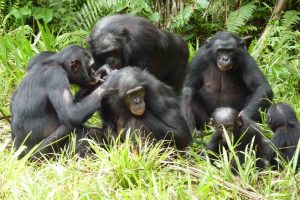 This our closest relative: the Bonobo. Most of the time you'll encounter its entire family in an orgy... Although very intriguing – thank God we, on our behalf, picked up a bow n arrow at some point.