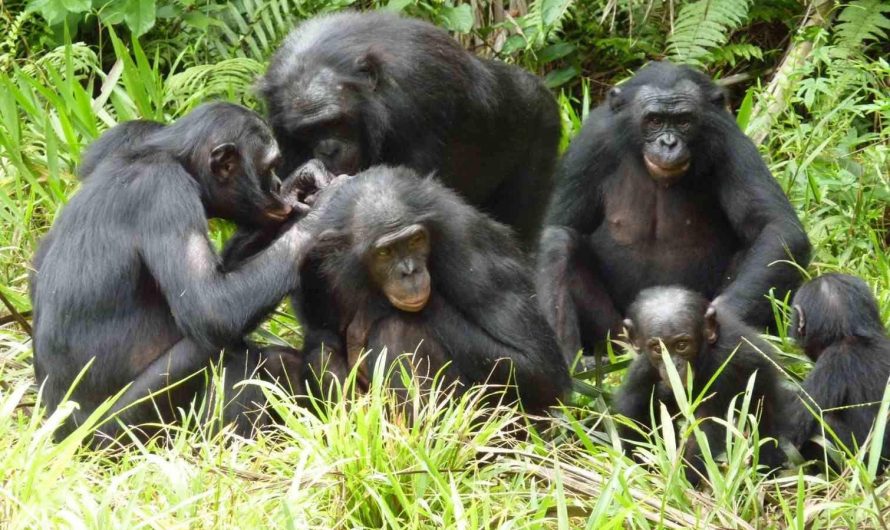 This our closest relative: the Bonobo. Most of the time you’ll encounter its entire family in an orgy… Although very intriguing – thank God we, on our behalf, picked up a bow n arrow at some point.