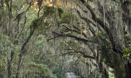 This road in the southern US