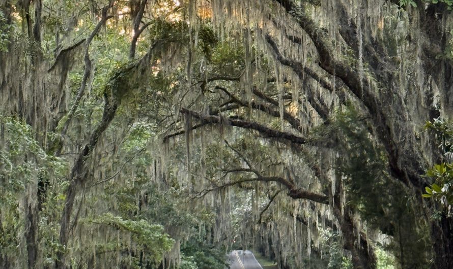 This road in the southern US