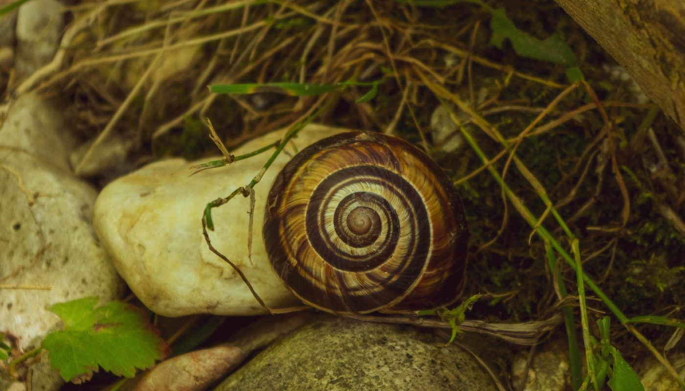 This snail I saw