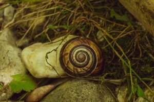 This snail I saw