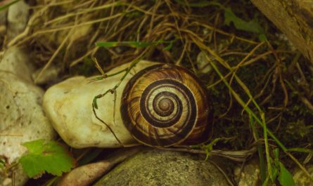 This snail I saw