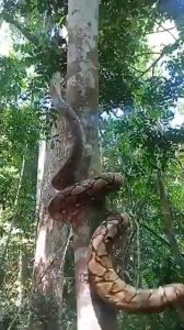 This snake climbing a tree