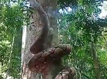 This snake climbing a tree