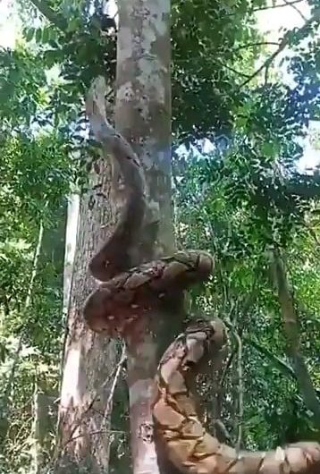 This snake climbing a tree