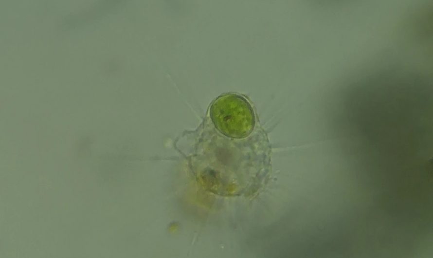 This spiky ball is a single-celled predator called Heliozoa. It caught and ate at least 4 microbes after impaling them.