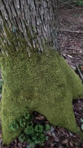 This spongy moss I just had to touch!