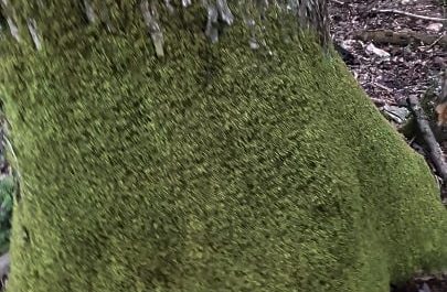 This spongy moss I just had to touch!