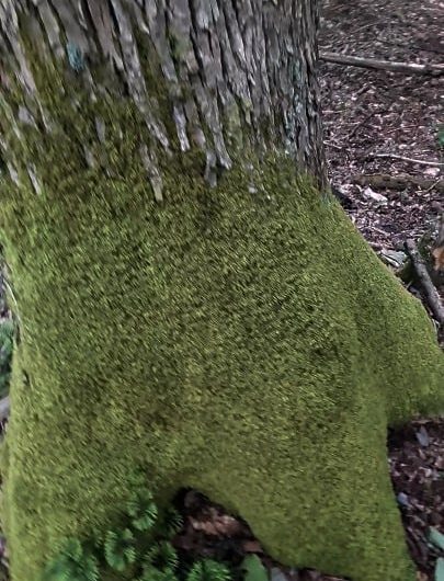 This spongy moss I just had to touch!