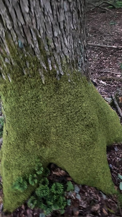 This spongy moss I just had to touch!