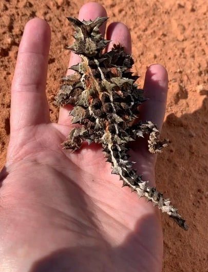 “Thorny devil”, a highly specialized, slow-moving lizard native to the arid scrublands and deserts of Australia.