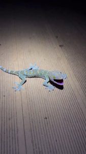 Tokay gecko sounds like a human baby