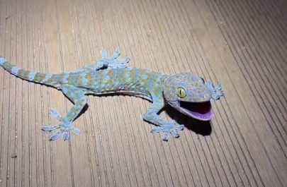 Tokay gecko sounds like a human baby