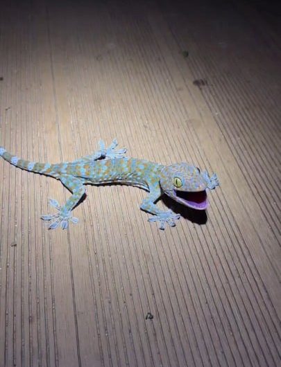 Tokay gecko sounds like a human baby