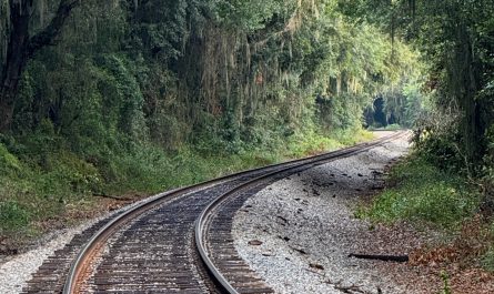 Train tracks curving through a forest tunnel