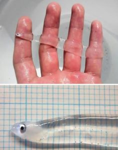 Transparent juvenile eel (glass eel)