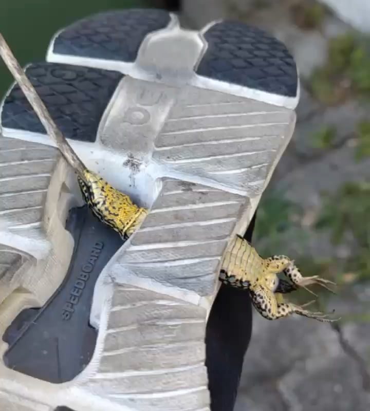 Trapped reptile