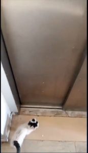 Turkish man finds a rat in the elevator, and calls a cat for help and the cat does it for him!