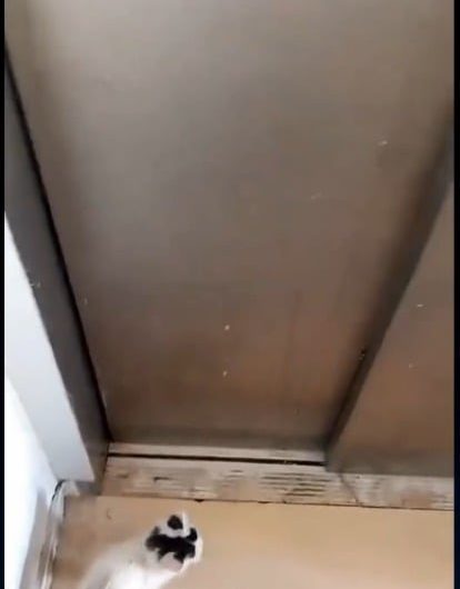 Turkish man finds a rat in the elevator, and calls a cat for help and the cat does it for him!