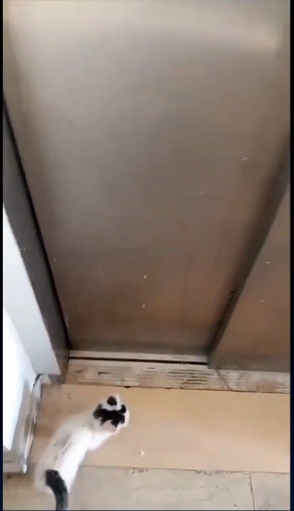 Turkish man finds a rat in the elevator, and calls a cat for help and the cat does it for him!