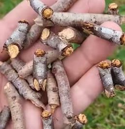 Twigs