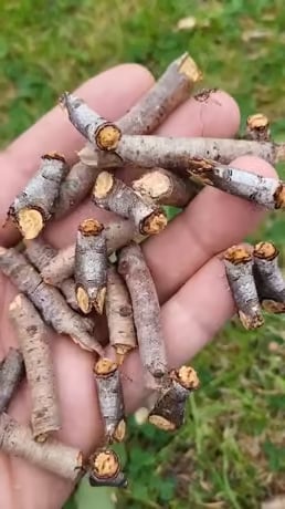 Twigs
