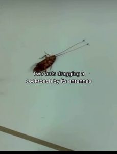 Two ants dragging a cockroach that to with antennas
