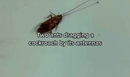 Two ants dragging a cockroach that to with antennas