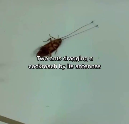 Two ants dragging a cockroach that to with antennas