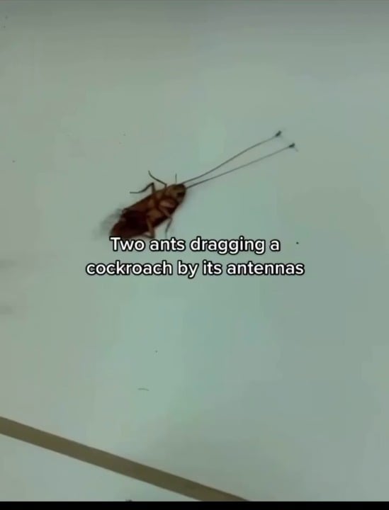 Two ants dragging a cockroach that to with antennas