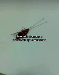 Two ants dragging an alive cockroach 100x of their size