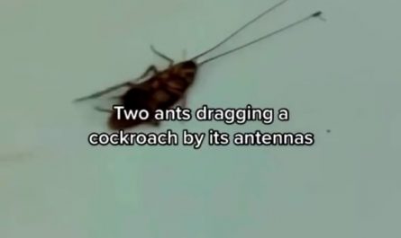 Two ants dragging an alive cockroach 100x of their size