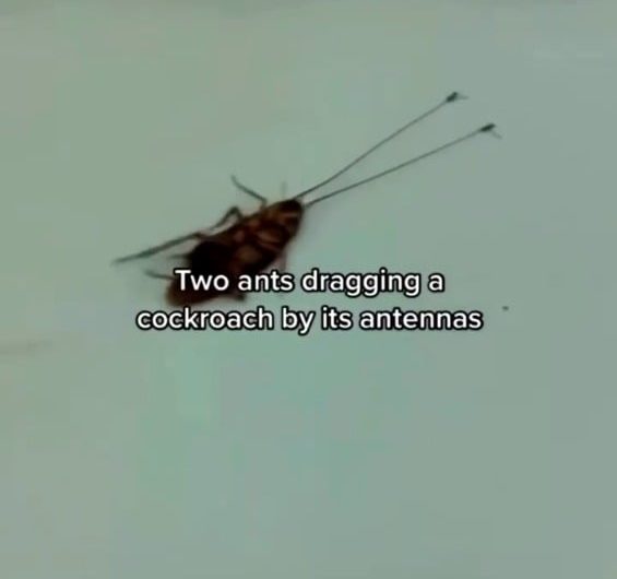 Two ants dragging an alive cockroach 100x of their size