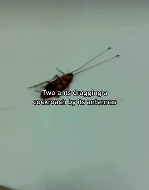 Two ants dragging an alive cockroach 100x of their size