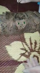 Two siblings found a key and opened a chest that had been kept hidden from everyone by their grandmother, who lived in a village. Inside, they discovered an amulet and a piece of snakeskin marked with strange symbols. They've since started researching what the symbols mean.
