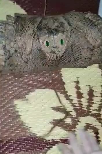 Two siblings found a key and opened a chest that had been kept hidden from everyone by their grandmother, who lived in a village. Inside, they discovered an amulet and a piece of snakeskin marked with strange symbols. They’ve since started researching what the symbols mean.