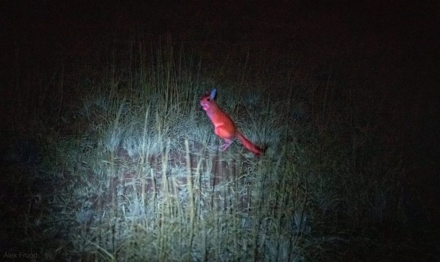 Under UV light, the noctirnal African Springhare glows neon pink