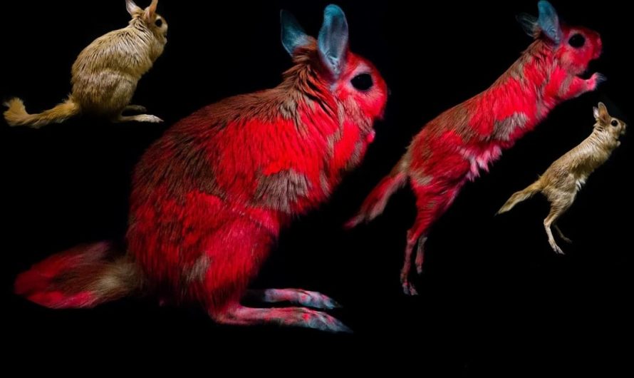 Under UV light, the nocturnal African Springhare glows neon pink.