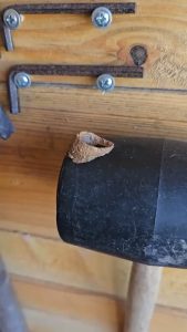 Wasp building nest