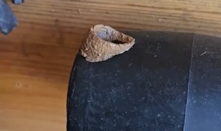 Wasp building nest