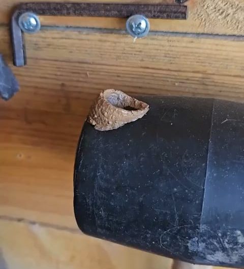 Wasp building nest
