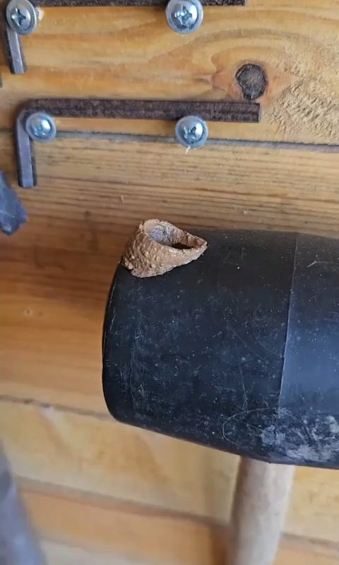 Wasp building nest