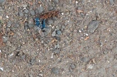 Wasp injecting a cockroach